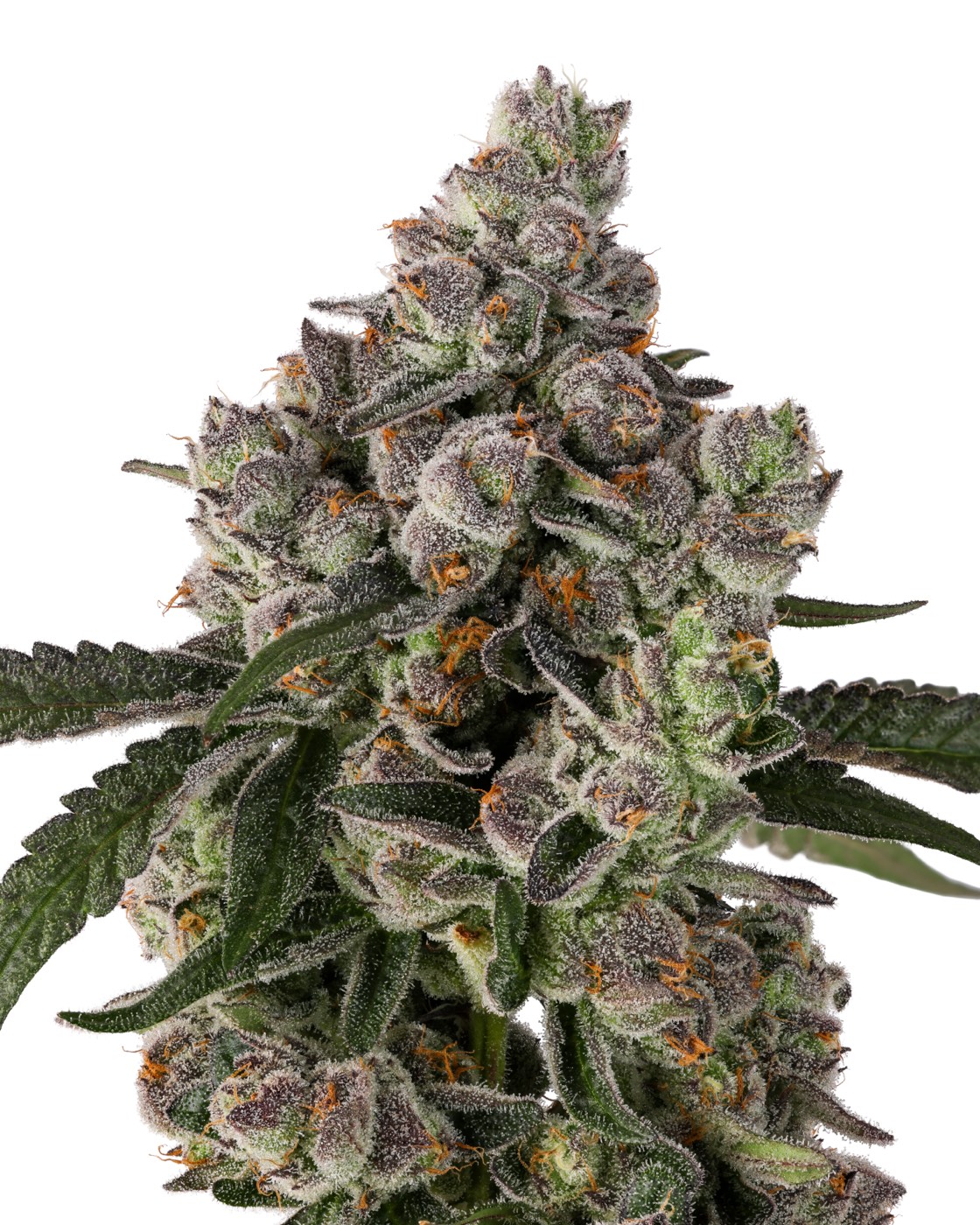 Bubblegum Diesel