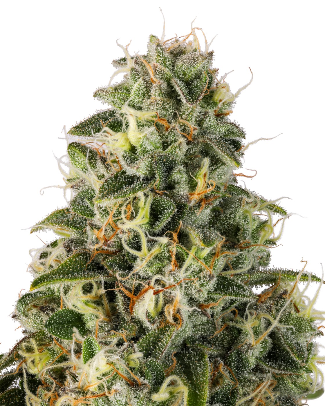 Durban Poison
