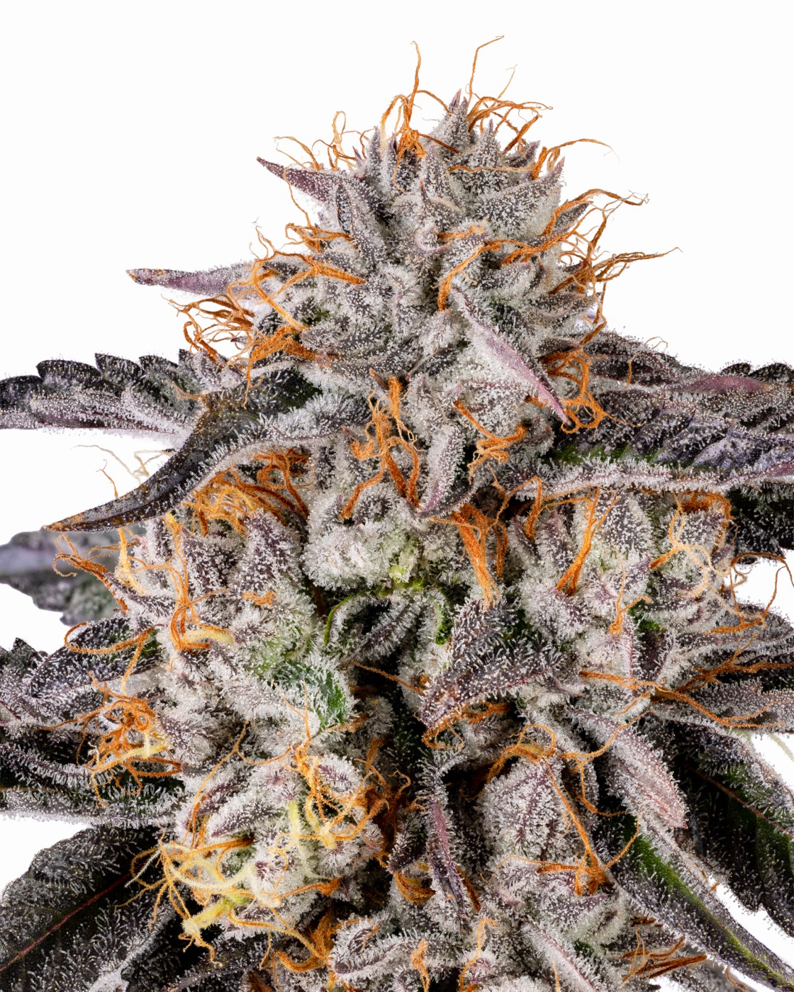 GMO x OZ Kush