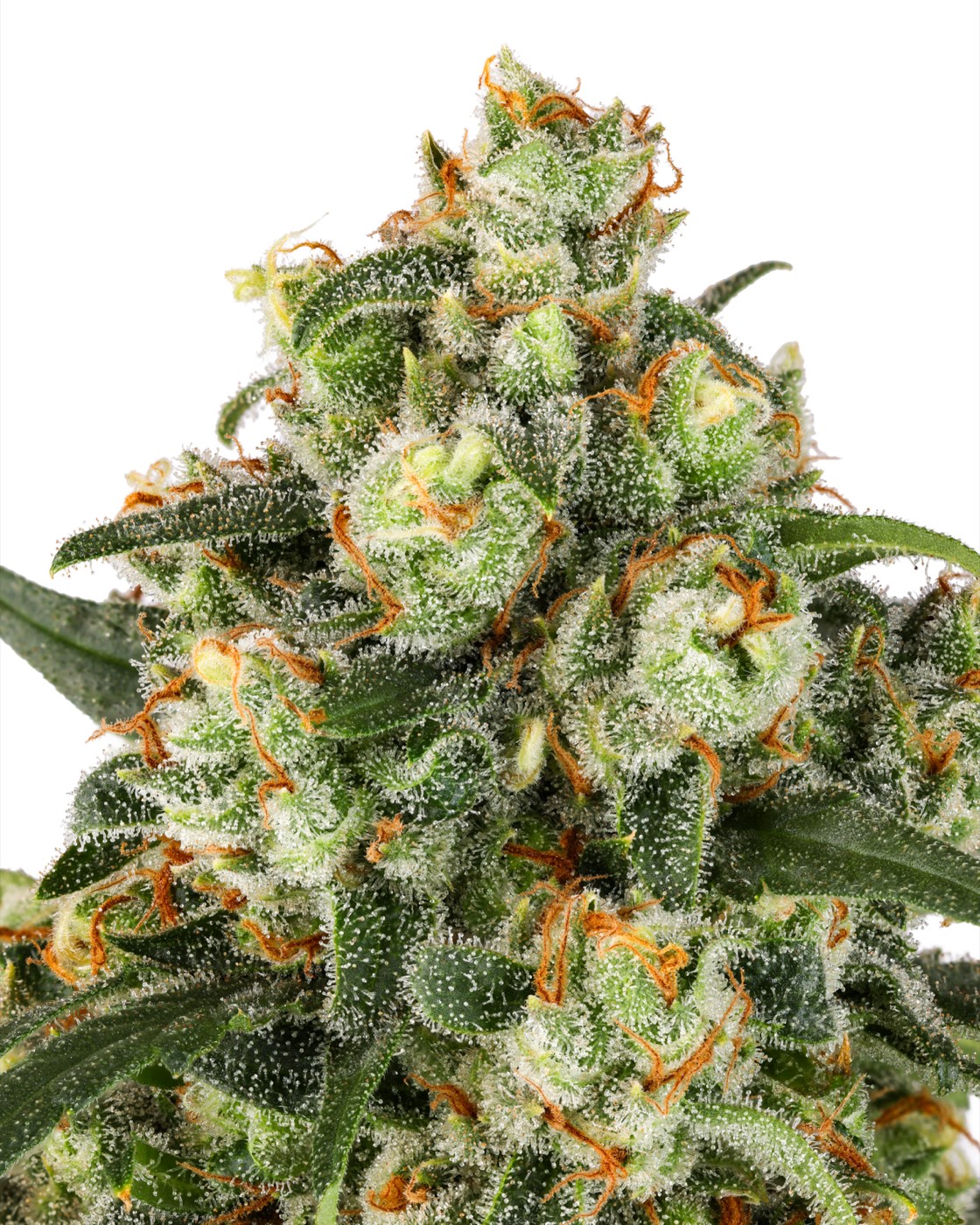 Jack Herer