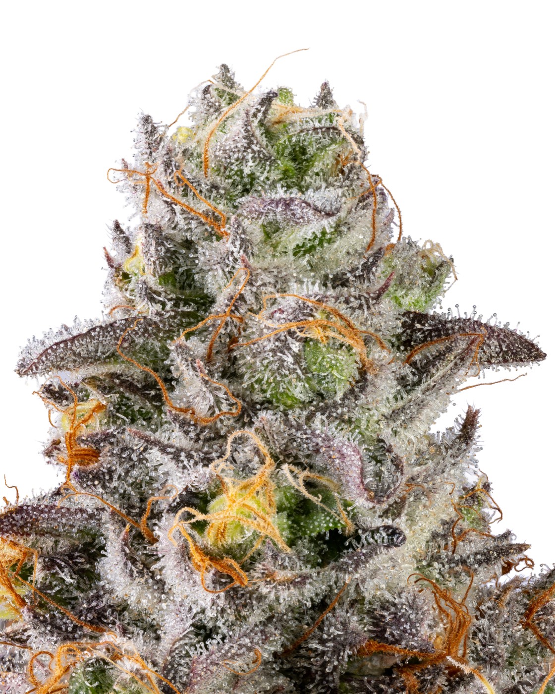 Key Lime Jack