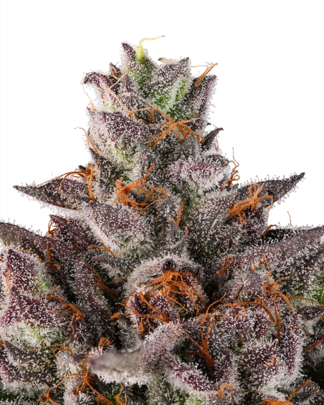 Lemon Cherry Bubba