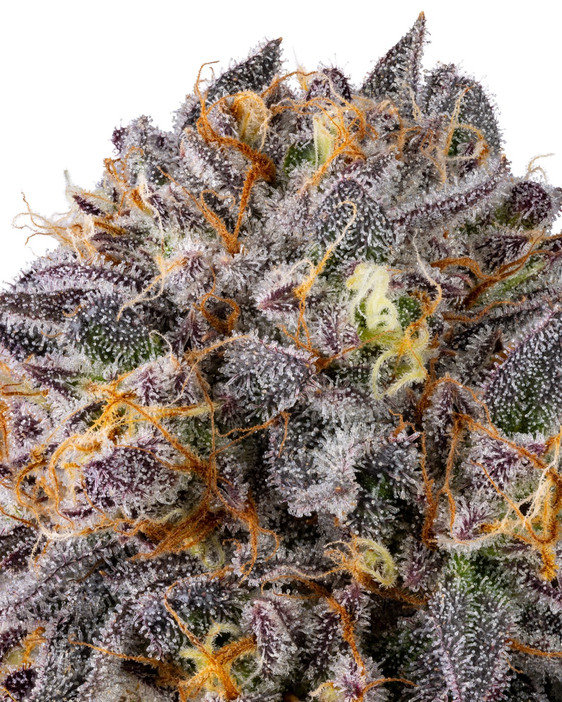 Lemon Sherbert