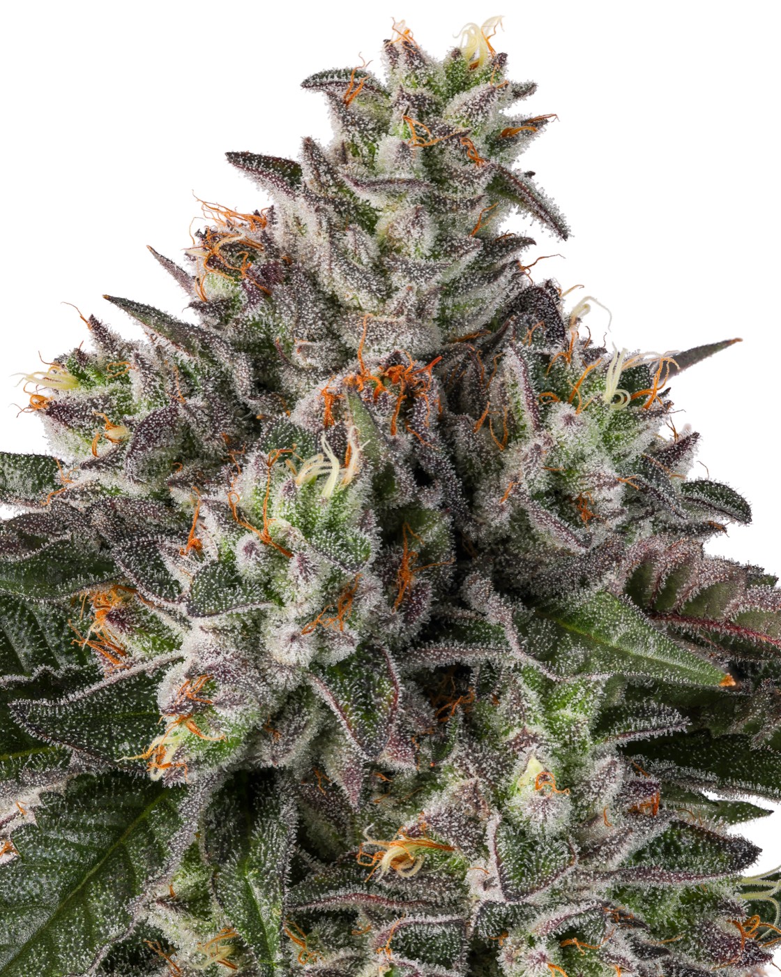 Sacred OG