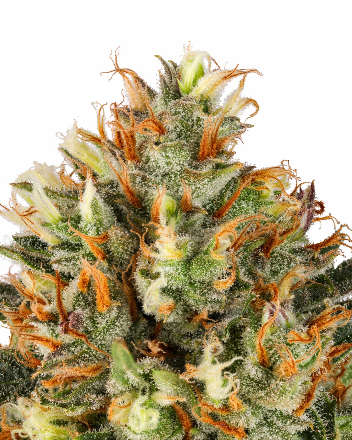 Super Lemon Haze